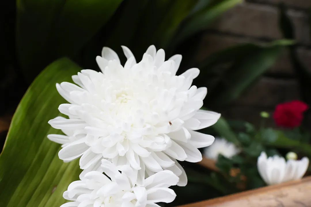 DD4D00ADB1C310B983E8A9330DC_D43C6207_E16D